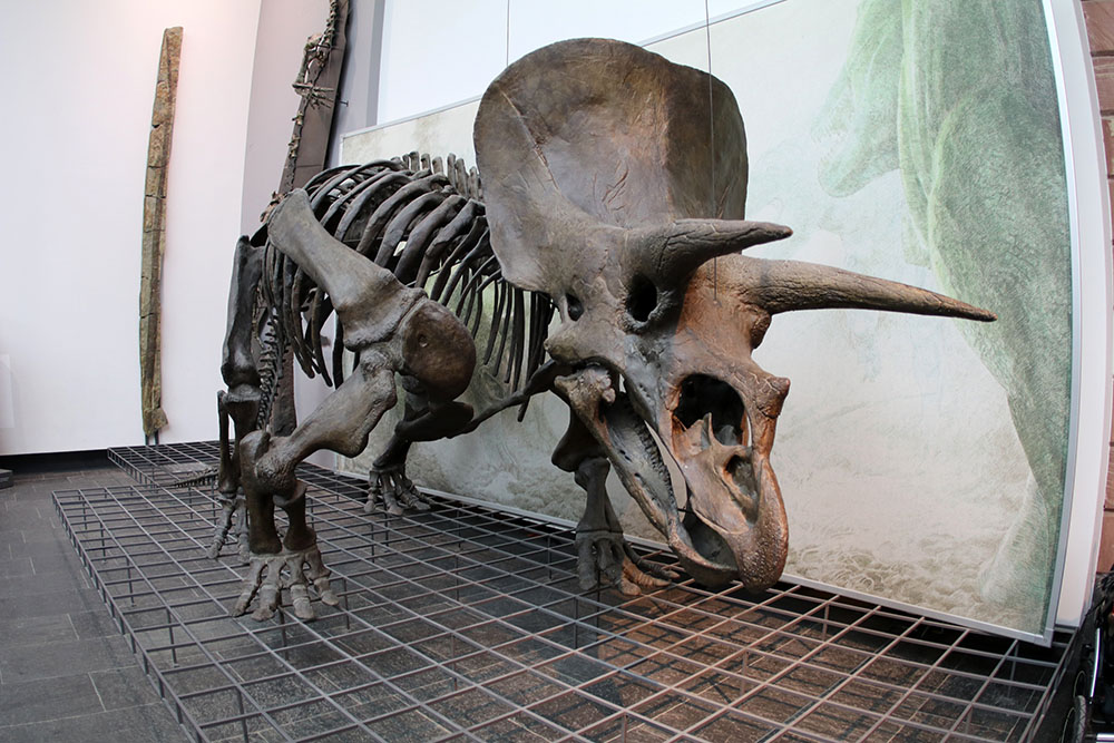 Tags im Museum – Der geheimnisvolle T-Rex